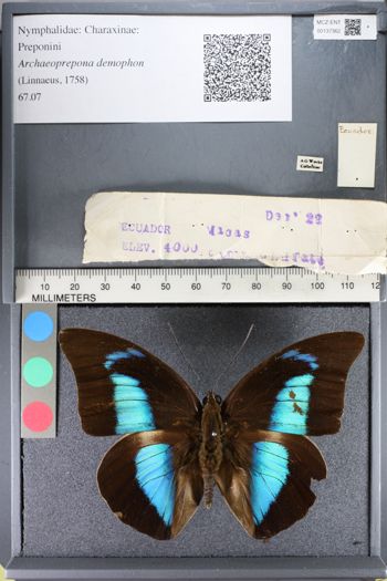 Media type: image;   Entomology 137362